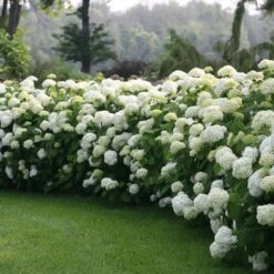 Incrediball® Hydrangea Shrub -Garden Plants Incrediball Hydrangea 1 FGT