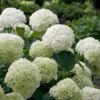 Incrediball® Hydrangea Shrub -Garden Plants Incrediball Hydrangea FGT 600x600 db11fa34 d7f4 42e8 b522 b771f9dfae02