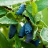 Indigo Gem Haskap (Honeyberry) -Garden Plants Indigo GEm Haskap 600x600 b2f232b9 e3e1 493f 8d14 d84faacd7d64