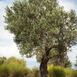 Italian Olive Tree -Garden Plants Italian Olive Tree 3 450W