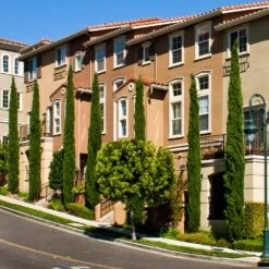 Italian Cypress -Garden Plants Italian Cypress 3 FGT