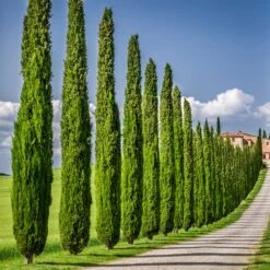 Italian Cypress -Garden Plants Italian Cypress 6 FGT