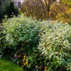 Ivory Halo Dogwood Shrub 9 Ivory Halo Dogwood Shrub -Garden Plants Ivory Halo Dogwood 2