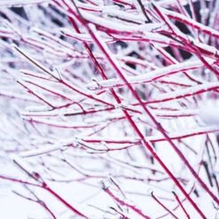 Ivory Halo Dogwood Shrub 8 Ivory Halo Dogwood Shrub -Garden Plants Ivory Halo Dogwood 4