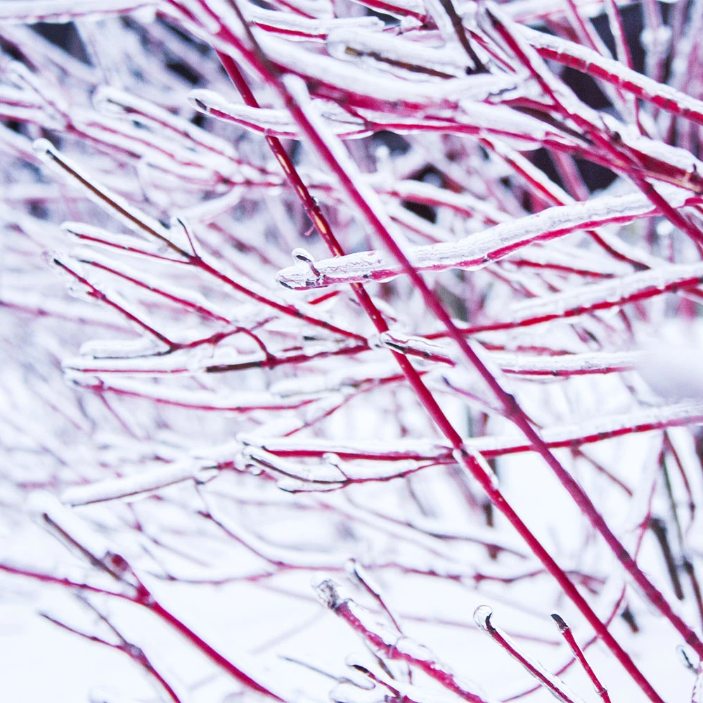 Ivory Halo Dogwood Shrub 5 Ivory Halo Dogwood Shrub - Image 3