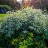 Ivory Halo Dogwood Shrub -Garden Plants Ivory Halo Dogwood 600x600 bf77bd97 506a 44c6 b313 b15ef448673f