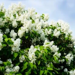Ivory Silk Japanese Lilac Tree -Garden Plants Ivory Silk Lilac 1