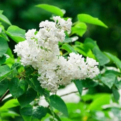 Ivory Silk Japanese Lilac Tree -Garden Plants Ivory Silk Lilac 2
