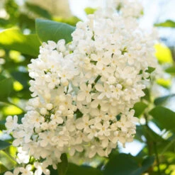 Ivory Silk Japanese Lilac Tree -Garden Plants Ivory Silk Lilac 4