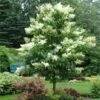 Ivory Silk Japanese Lilac Tree -Garden Plants Ivory Silk Lilac 600x600 d6c141fb 9a23 47bf 8d02 1dc916db7bc9