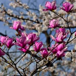 Jane Magnolia 9 Jane Magnolia -Garden Plants Jane Magnolia 4 FGT