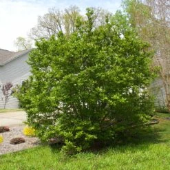 Jane Magnolia 11 Jane Magnolia -Garden Plants Janr Magnolia 5 FGT