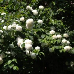 Japanese Snowball Bush -Garden Plants Japanese VIburnum 2 FGT