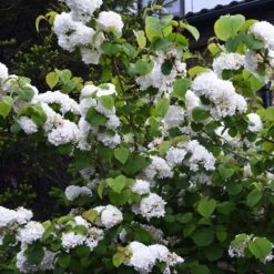 Japanese Snowball Bush -Garden Plants Japanese VIburnum 5 FGT
