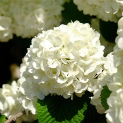 Japanese Snowball Bush