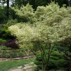 Butterfly Japanese Maple Tree -Garden Plants Japanese Maple BUtterfly 1