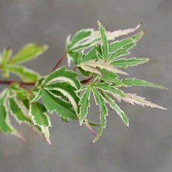 Butterfly Japanese Maple Tree -Garden Plants Japanese Maple BUtterfly 2