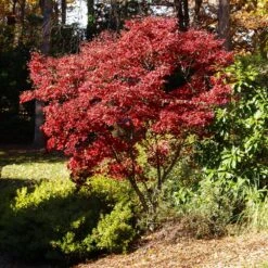 Red Japanese Maple Tree -Garden Plants Japanese Maple Red 3