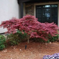 Red Dragon Japanese Maple Tree -Garden Plants Japanese Maple Red Dragon 2 FGT