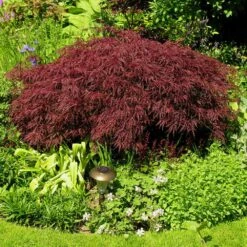 Red Dragon Japanese Maple Tree -Garden Plants Japanese Maple Red Dragon 3 FGT