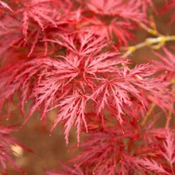 Red Dragon Japanese Maple Tree -Garden Plants Japanese Maple Red Dragon 5