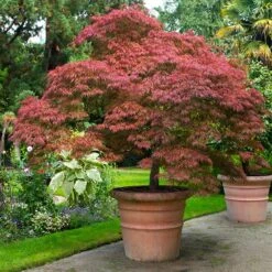 Garden Plants 35 Red Dragon Japanese Maple Tree