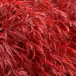 Tamukeyama Japanese Maple Tree -Garden Plants Japanese Maple Tamukayama 5