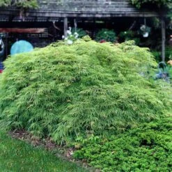 Weeping Japanese Maple 'Viridis' Tree -Garden Plants Japanese Maple Virdis 3 FGT