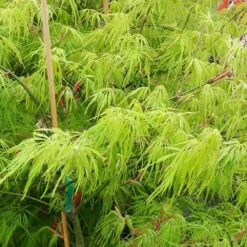 Weeping Japanese Maple 'Viridis' Tree -Garden Plants Japanese Maple Viridis 2