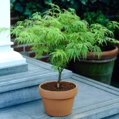 Weeping Japanese Maple 'Viridis' Tree -Garden Plants Japanese Maple Viridis 4