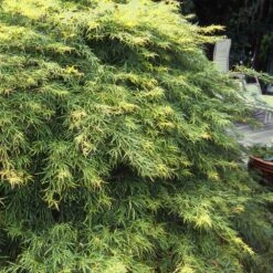 Waterfall Japanese Maple 8 Waterfall Japanese Maple -Garden Plants Japanese Maple Waterfalls 1