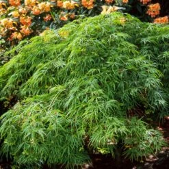 Waterfall Japanese Maple 9 Waterfall Japanese Maple -Garden Plants Japanese Maple Waterfalls 2