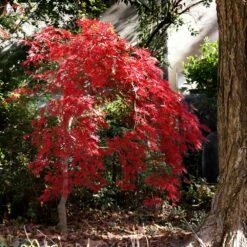 Red Select Japanese Maple Tree -Garden Plants Japanese Red Select 1