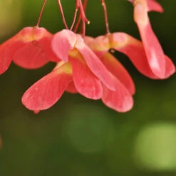 Red Select Japanese Maple Tree -Garden Plants Japanese Red Select 4