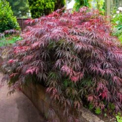 Red Select Japanese Maple Tree -Garden Plants Japanese Red Select 5