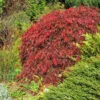 Red Select Japanese Maple Tree -Garden Plants Japanese Red Select FGT 600x600 e681328f 155b 4525 91ed 70b18f0791b9