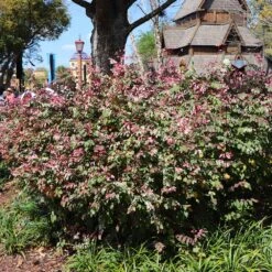 Jazz Hands® Variegated Loropetalum -Garden Plants Jazz Hands loropetalum 1 FGT