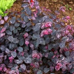 Jazz Hands® Variegated Loropetalum -Garden Plants Jazz Hands loropetalum 4 FGT