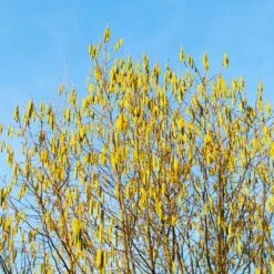 Jefferson Filbert Hazelnut Tree -Garden Plants Jefferson Filbert Hazelnut 4