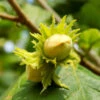 Jefferson Filbert Hazelnut Tree -Garden Plants Jefferson Filbert Hazelnut FGT 600x600 ae3342e6 f153 4199 af5b ee8a3ba910de