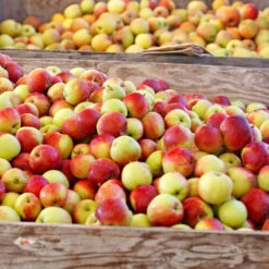 Jonagold Apple Tree -Garden Plants Jonagold Apple 6