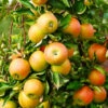 Jonagold Apple Tree 2 Jonagold Apple Tree -Garden Plants Jonagold Apple FGT 600x600 17c5b248 9e99 4948 950e 3bac83c0bd38
