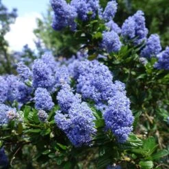 Creeping Mountain Lilac -Garden Plants Joyce Coulter California Lilac 2