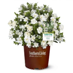 Jubilation™ Gardenia Shrub 9 Jubilation™ Gardenia Shrub -Garden Plants Jubilation Gardenia 1