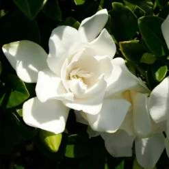 Jubilation™ Gardenia Shrub 10 Jubilation™ Gardenia Shrub -Garden Plants Jubilation Gardenia 3