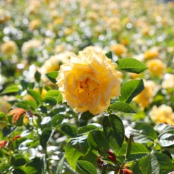 Julia Child Rose 11 Julia Child Rose -Garden Plants Julia Child Rose 4