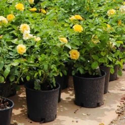 Julia Child Rose 13 Julia Child Rose -Garden Plants Julia Child Rose 7