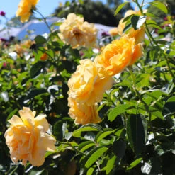Julia Child Rose Tree -Garden Plants Julia Child Rose Tree 8