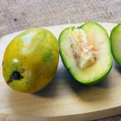 June Plum Tree -Garden Plants June Plum 5