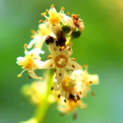 June Plum Tree -Garden Plants June Plum 6